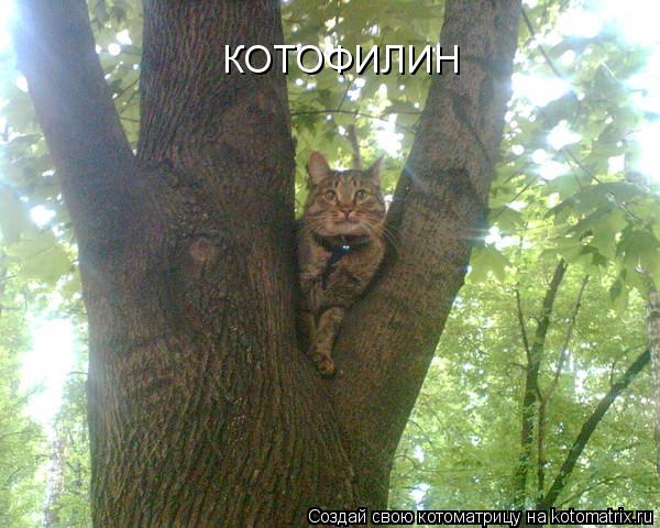 Котоматрица: КОТОФИЛИН