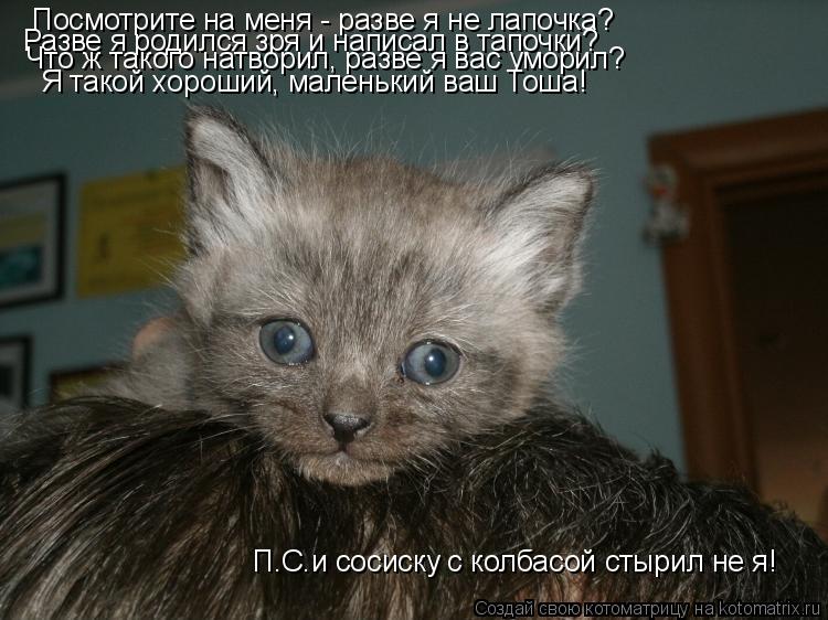 Котоматрица: Посмотрите на меня - разве я не лапочка?  Разве я родился зря и написал в тапочки? Что ж такого натворил, разве я вас уморил? Я такой хороший, м
