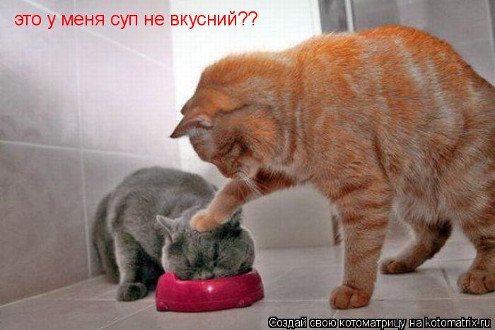 это у меня суп не вкусний??... Котоматрица: это у меня суп не вкусний??