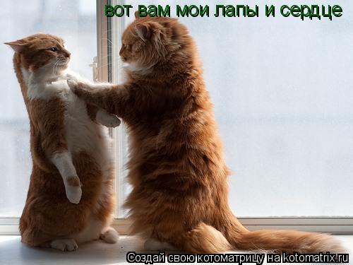Котоматрица: вот вам мои лапы и сердце