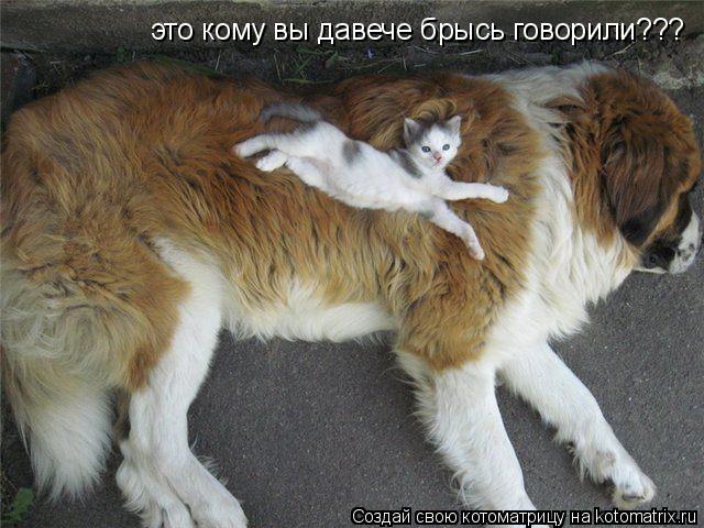 это кому вы давече брысь говорили???... Котоматрица: это кому вы давече брысь говорили???