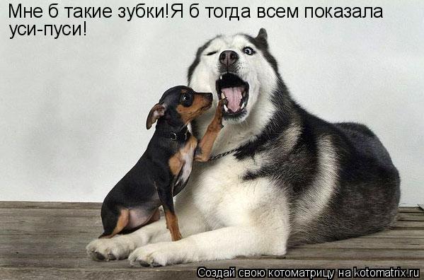 Котоматрица: Мне б такие зубки!Я б тогда всем показала  уси-пуси!