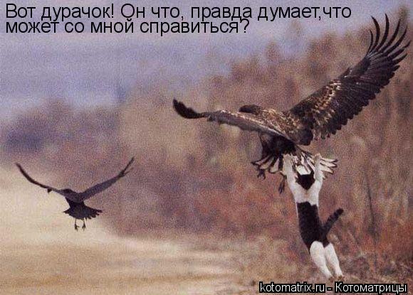 Котоматрица: Вот дурачок! Он что, правда думает,что может со мной справиться?