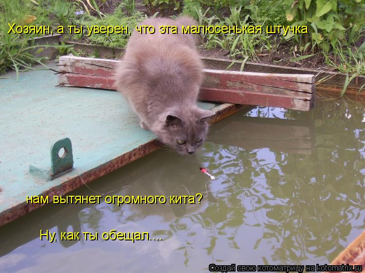 Котоматрица: Хозяин, а ты уверен, что эта малюсенькая штучка нам вытянет огромного кита? Ну, как ты обещал....