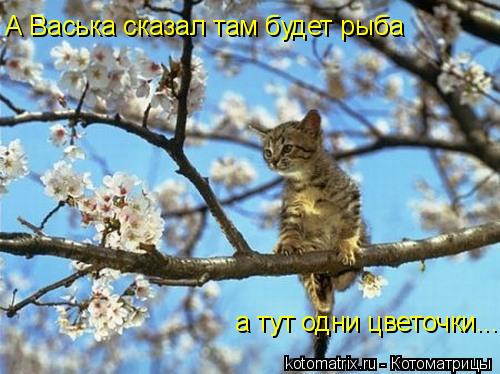 Котоматрица: А Васька сказал там будет рыба а тут одни цветочки.....