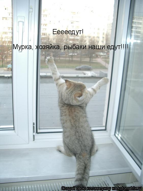 Котоматрица: Ееееедут! Мурка, хозяйка, рыбаки наши едут!!!!
