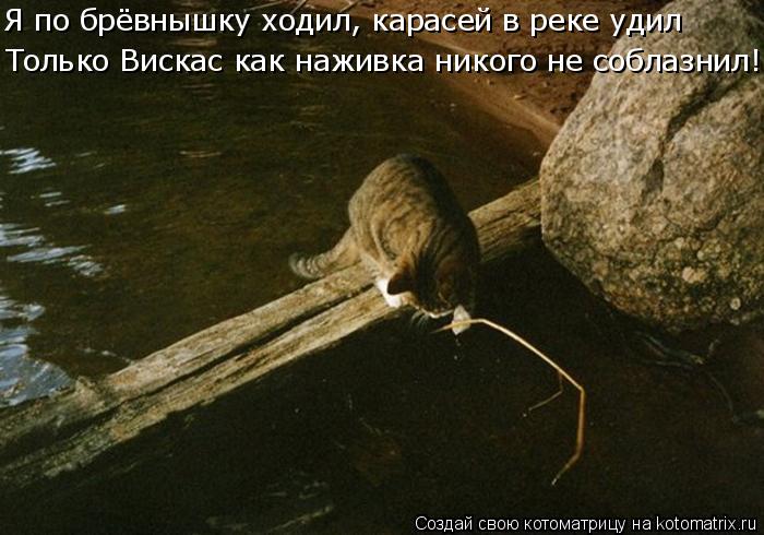 Только Вискас как наживка никого не соблазнил! Я по брёвнышку ходил, карасей в реке удил... Котоматрица: Только Вискас как наживка никого не соблазнил! Я по брёвнышку ходил, карасей в реке удил