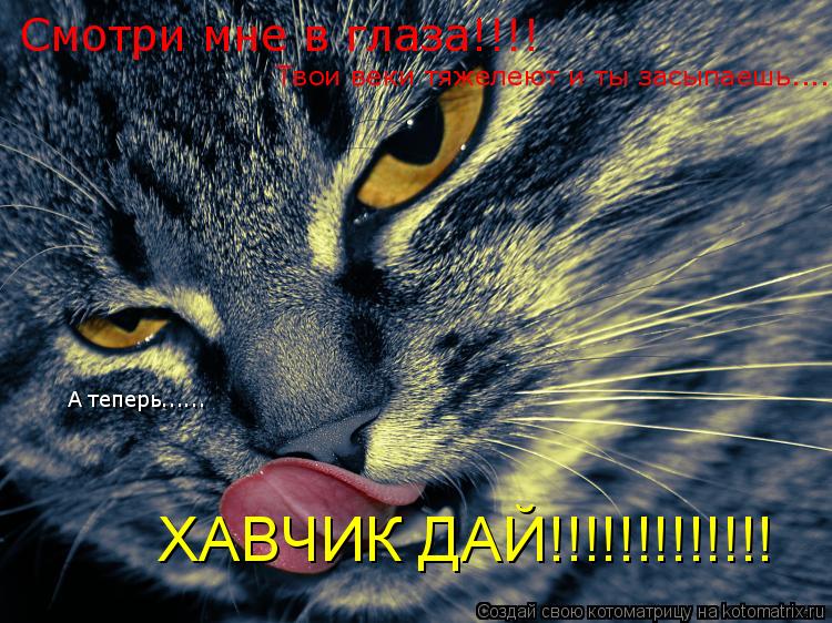 Котоматрица: Смотри мне в глаза!!!! Твои веки тяжелеют и ты засыпаешь.... А теперь...... ХАВЧИК ДАЙ!!!!!!!!!!!!!