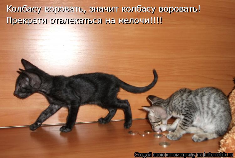 Котоматрица: Колбасу воровать, значит колбасу воровать! Прекрати отвлекаться на мелочи!!!!