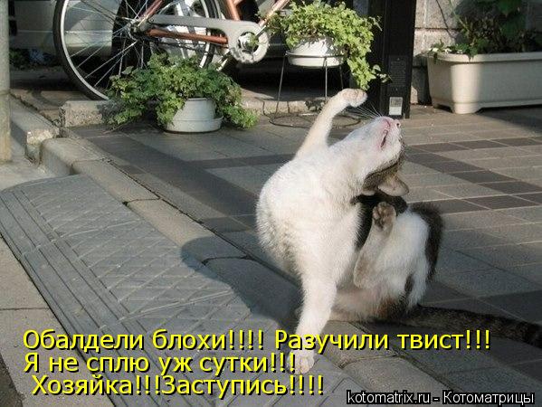 Котоматрица: Обалдели блохи!!!! Разучили твист!!! Я не сплю уж сутки!!!  Хозяйка!!!Заступись!!!!