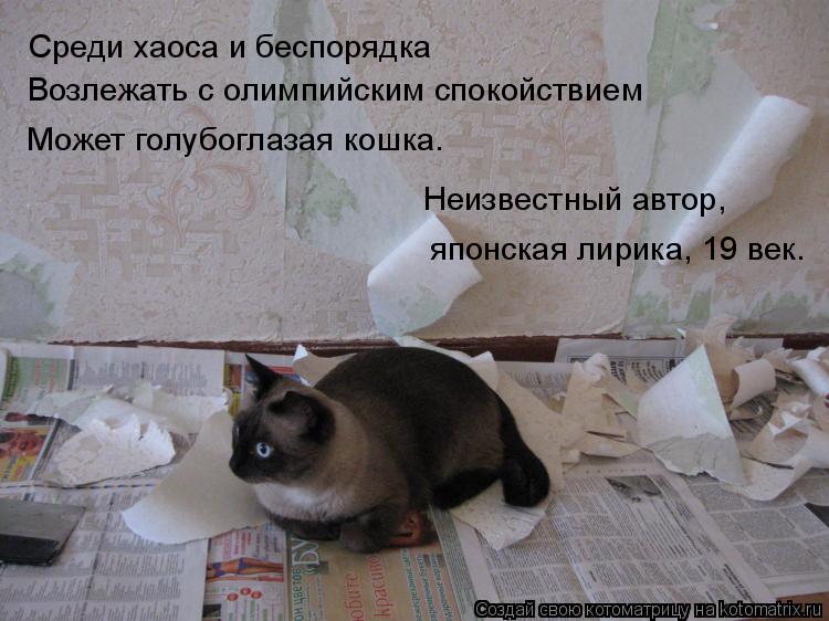 Котоматрица: Среди хаоса и беспорядка Возлежать с олимпийским спокойствием Неизвестный автор,  японская лирика, 19 век. Может голубоглазая кошка.