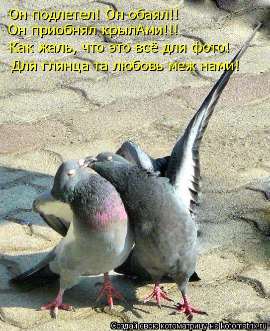 Котоматрица: Он подлетел! Он обаял!!  Он приобнял крылАми!!! Как жаль, что это всё для фото! Для глянца та любовь меж нами!