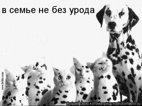 Котоматрица: в семье не без урода