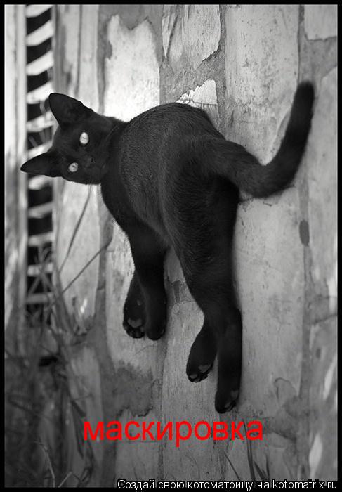 маскировка... Котоматрица: маскировка