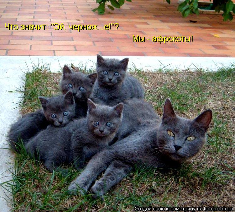 Что значит: "Эй, чернож...е!"? Мы - афрокоты!... Котоматрица: Что значит: "Эй, чернож...е!"? Мы - афрокоты!