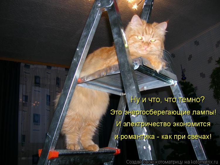 Ну и что, что темно? И электричество экономится Это энергосберегающие лампы! и романтика - как при св... Котоматрица: Ну и что, что темно? И электричество экономится Это энергосберегающие лампы! и романтика - как при свечах!