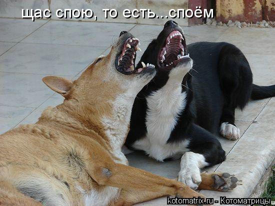 Котоматрица: щас спою, то есть...споём