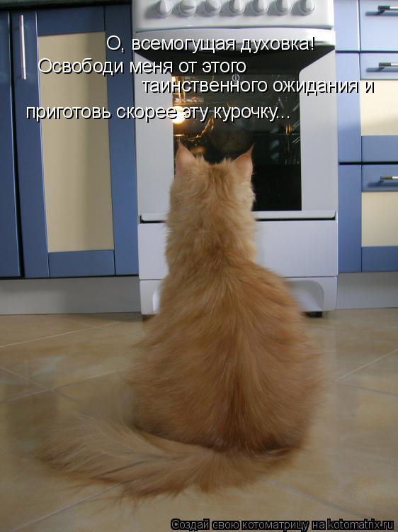 Котоматрица: О, всемогущая духовка! Освободи меня от этого  таинственного ожидания и приготовь скорее эту курочку...