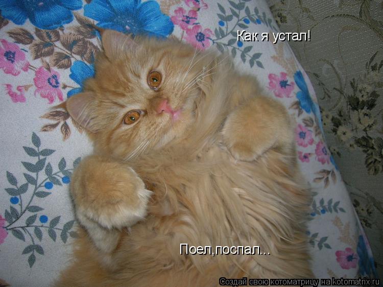 Котоматрица: Как я устал! Поел,поспал...