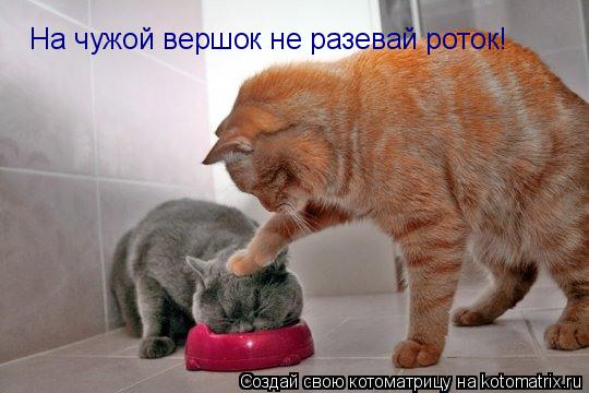 Котоматрица: На чужой вершок не разевай роток!
