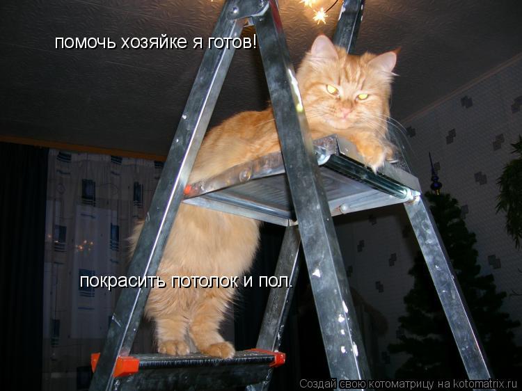Котоматрица: помочь хозяйке я готов! покрасить потолок и пол.