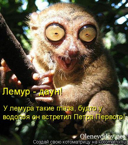 Котоматрица: Лемур - даун! У лемура такие глаза, будто у  водопоя он встретил Петра Первого!
