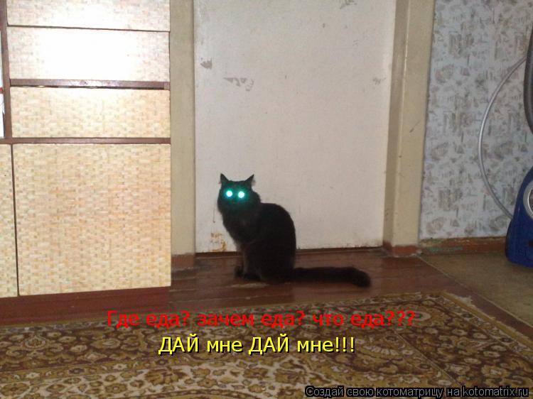 Котоматрица: Где еда? зачем еда? что еда???  ДАЙ мне ДАЙ мне!!!