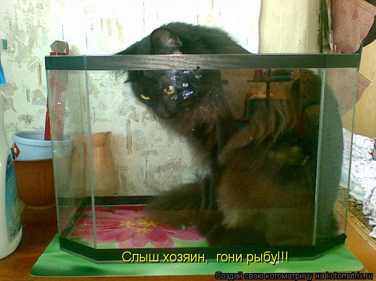 Котоматрица: Слыш хозяин,  гони рыбу!!!