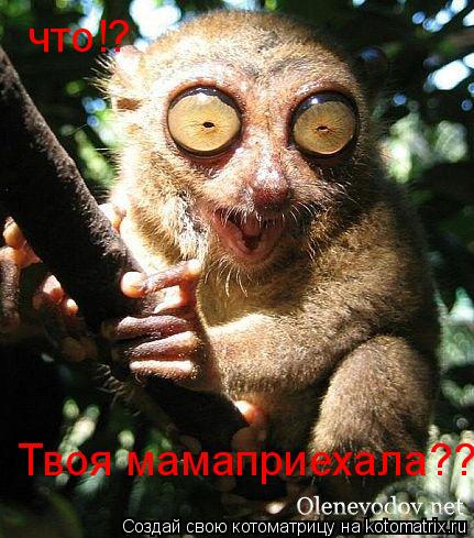 Котоматрица: что!? Твоя мамаприехала???
