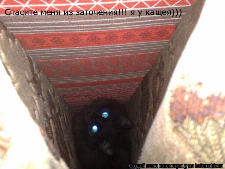 Котоматрица: Спасите меня из заточения!!! я у кащея)))