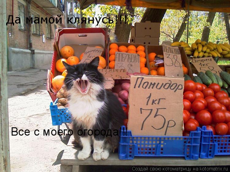 Котоматрица: Да мамой клянусь!!!  Все с моего огорода!!!