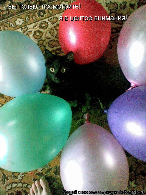 Котоматрица: вы только посмотрите! я в центре внимания!