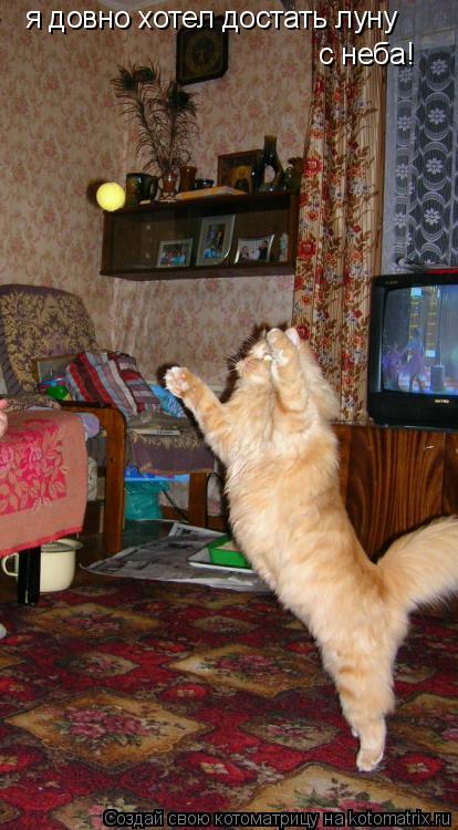 Котоматрица: я довно хотел достать луну с неба!