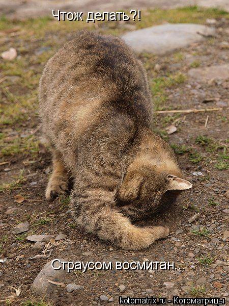 Котоматрица: Чтож делать?! Страусом восмитан...