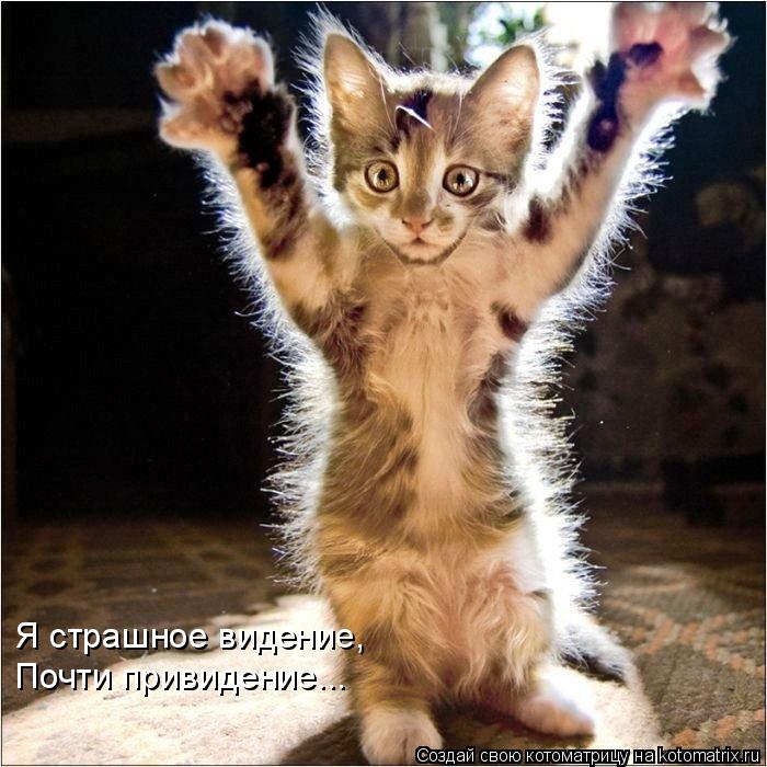 Котоматрица: Я страшное видение, Почти привидение...