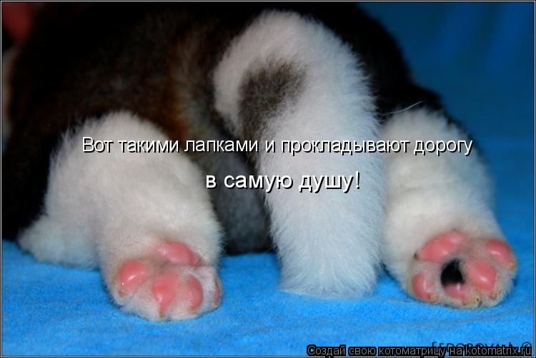 Вот такими лапками и прокладывают дорогу в самую душу!... Котоматрица: Вот такими лапками и прокладывают дорогу в самую душу!
