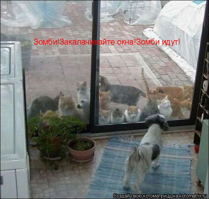 Котоматрица: Зомби!Закалачивайте окна!Зомби идут!