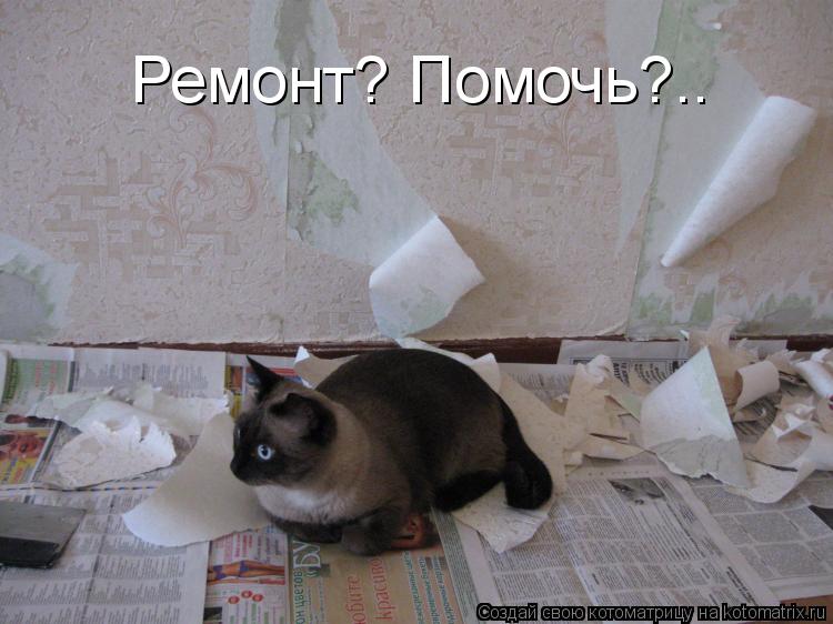 Котоматрица: Ремонт? Помочь?..