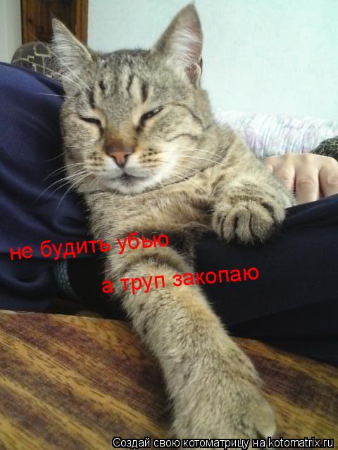 Котоматрица: не будить убью а труп закопаю
