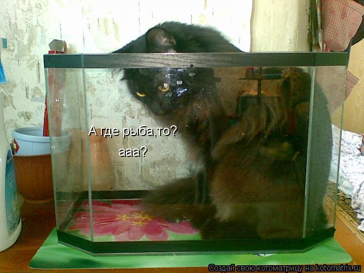 Котоматрица: А где рыба,то? ааа?