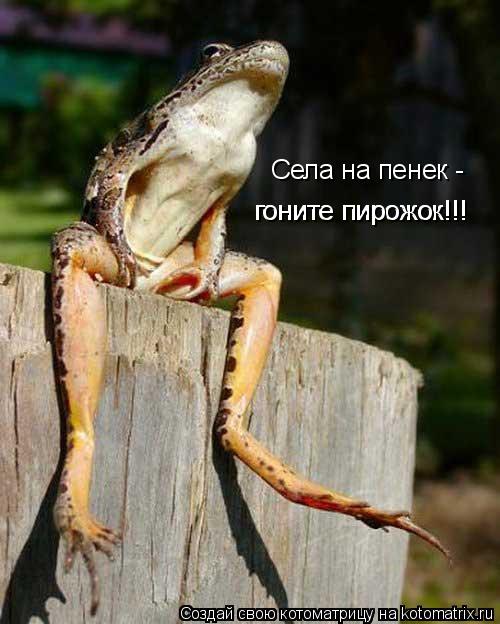 Котоматрица: Села на пенек - гоните пирожок!!! гоните пирожок!!!