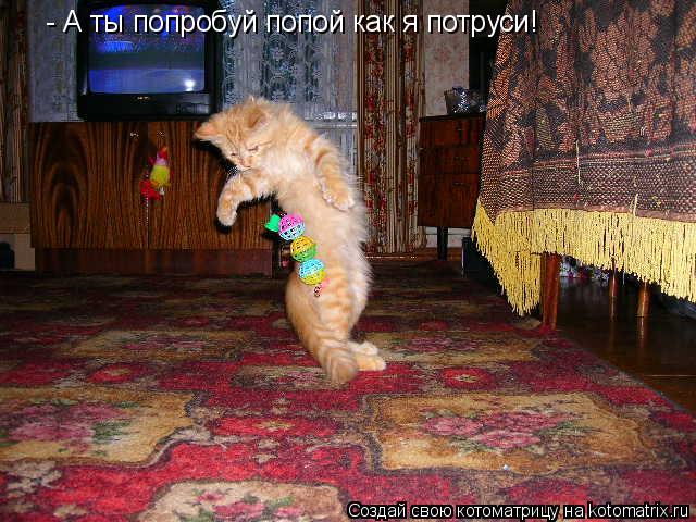 Котоматрица: - А ты попробуй попой как я потруси!