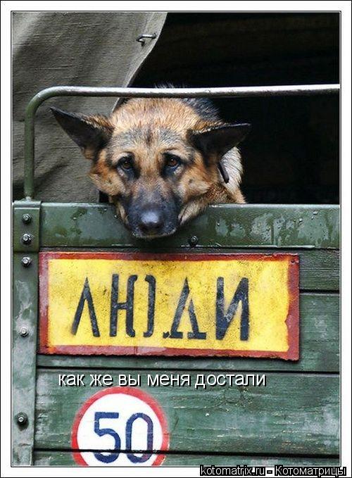 как же вы меня достали... Котоматрица: как же вы меня достали