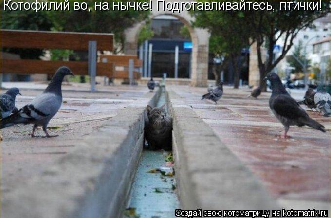 Котоматрица: Котофилий во, на нычке! Подготавливайтесь, птички!