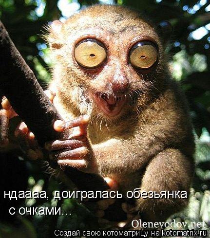 Котоматрица: ндаааа, доигралась обезьянка  с очками...