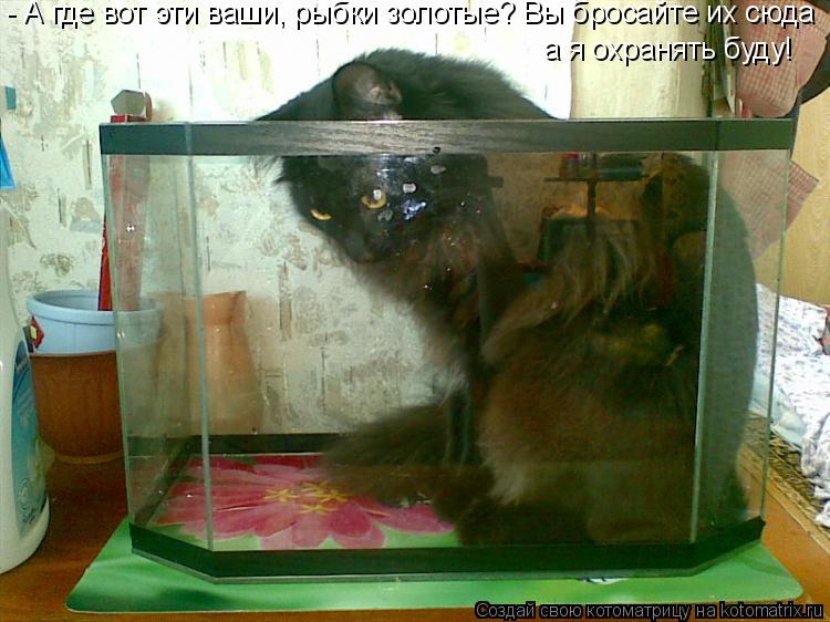 Котоматрица: - А где вот эти ваши, рыбки золотые? Вы бросайте их сюда а я охранять буду!