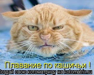 Котоматрица: Плавание по кашичьи !