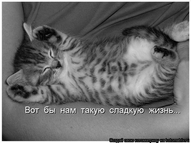 Котоматрица: Вот  бы  нам  такую  сладкую  жизнь...