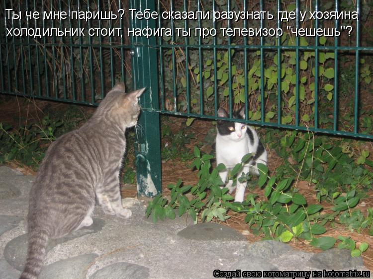Котоматрица: Ты че мне паришь? Тебе сказали разузнать где у хозяина  холодильник стоит, нафига ты про телевизор "чешешь"?