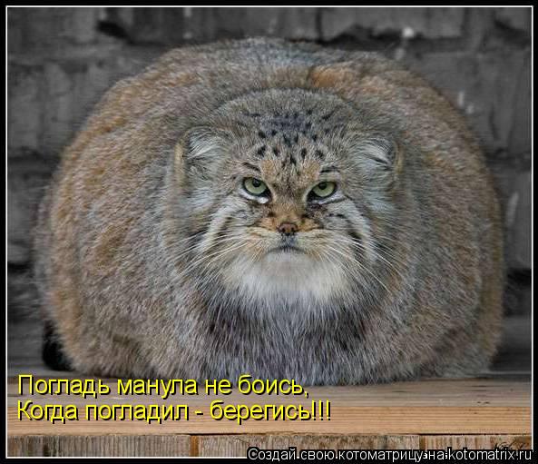 Погладь манула не боись, Когда погладил - берегись!!!... Котоматрица: Погладь манула не боись, Когда погладил - берегись!!!